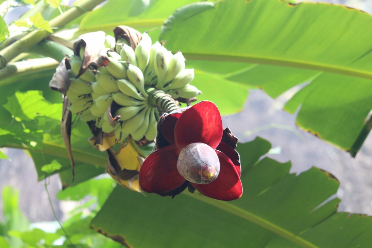 Musaceae